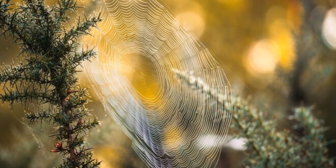 Word jij gebeld door +31 435 69 02 06? Dit moet je weten